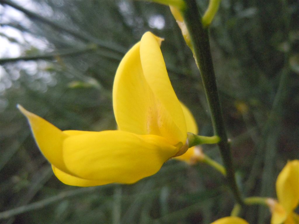 Ginestra - Spartium junceum